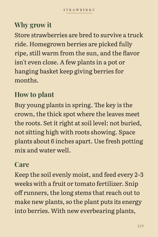 Strawberry: why grow it and how to plant
